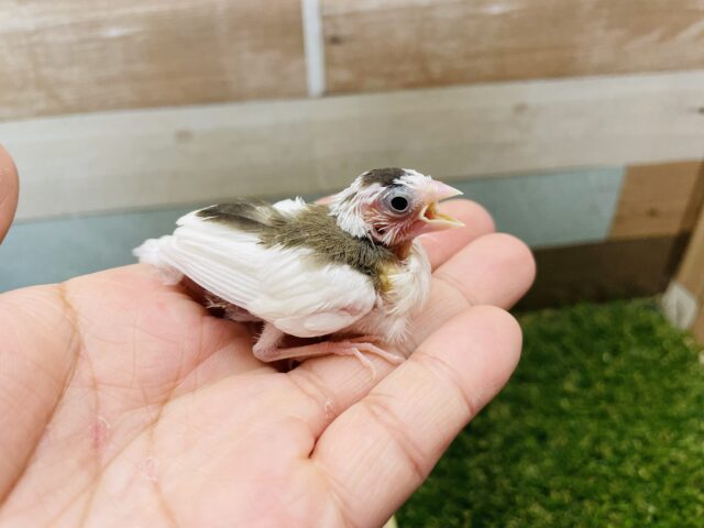 十姉妹（ジュウシマツ）