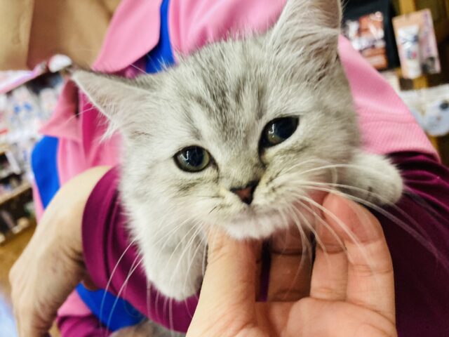 フォールデックス