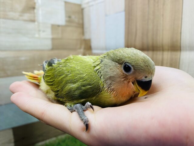 コザクラインコ（小桜インコ）