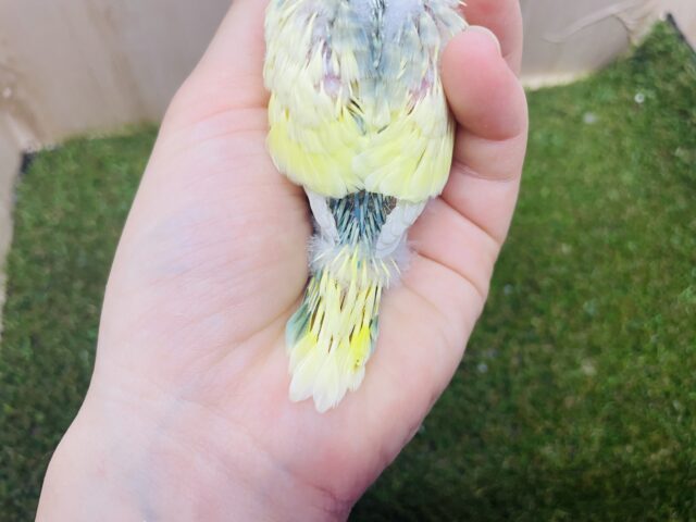 セキセイインコ