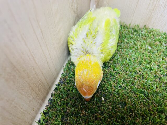 ヤマブキボタンインコ