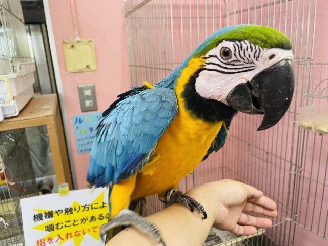 ルリコンゴウインコ