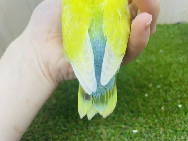 コザクラインコ（小桜インコ）