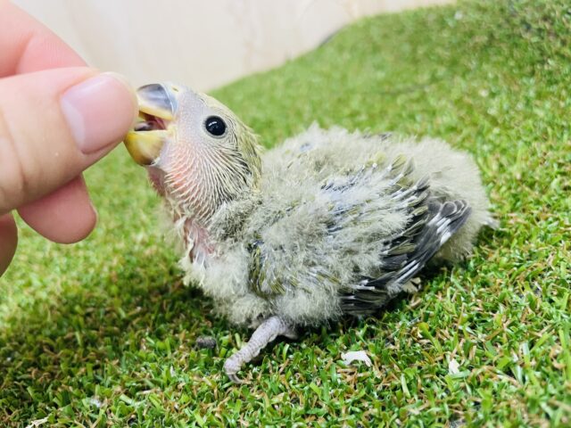 コザクラインコ（小桜インコ）