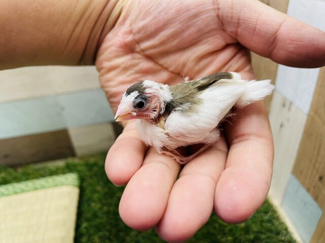 十姉妹（ジュウシマツ）