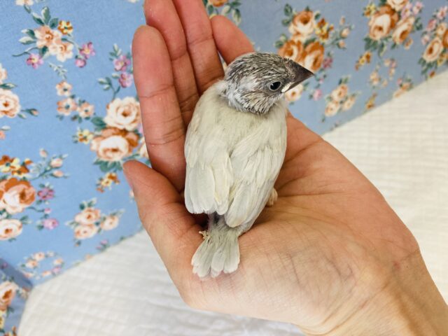 シルバー文鳥