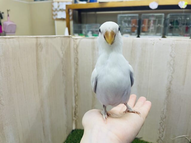 コザクラインコ（小桜インコ）