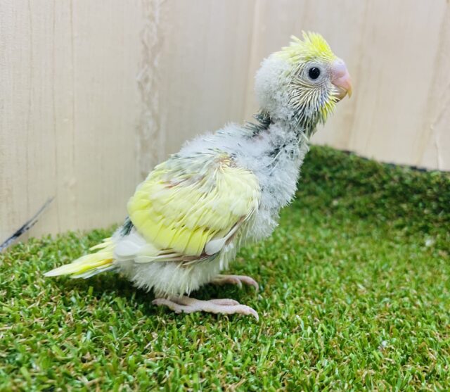 太陽の光みたいに〜☀️弾ける水しぶき浴びたい! セキセイインコ パステルカラーレインボーパイド セキセイインコ