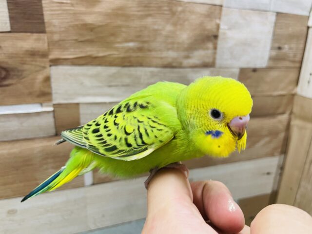 セキセイインコ
