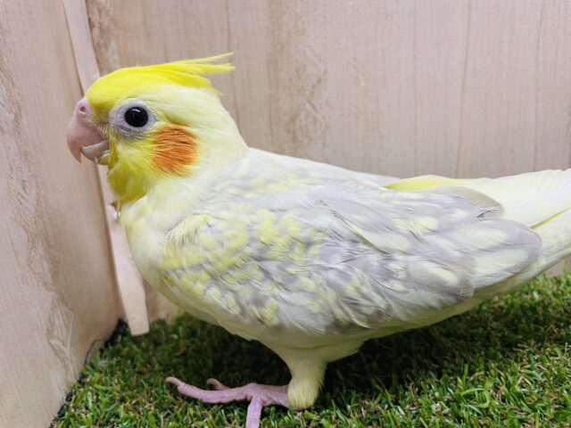 オカメインコ