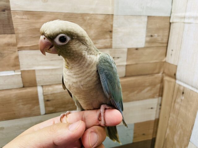 ホオミドリウロコインコ
