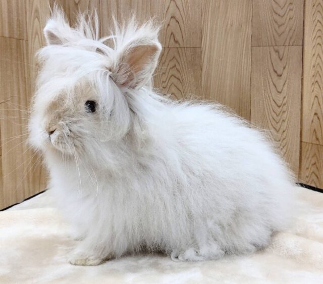 アンゴララビット