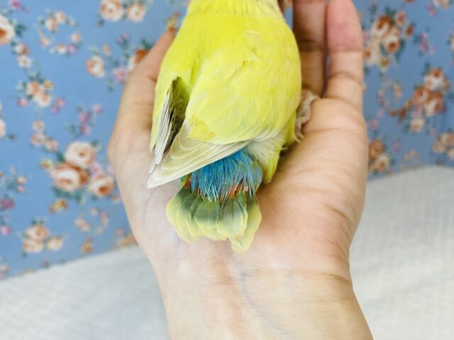 コザクラインコ（小桜インコ）