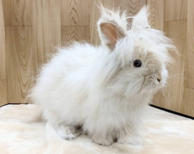 アンゴララビット