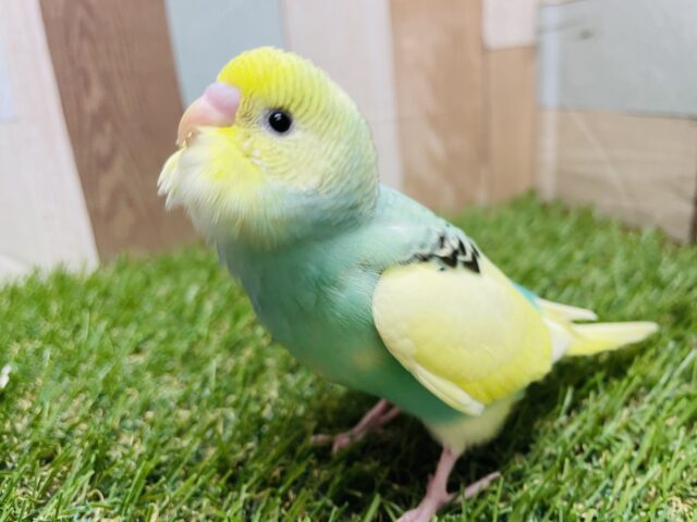 セキセイインコ