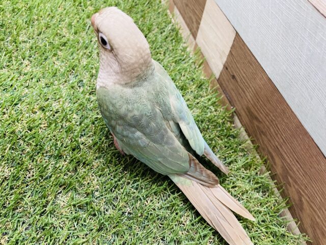 ホオミドリウロコインコ