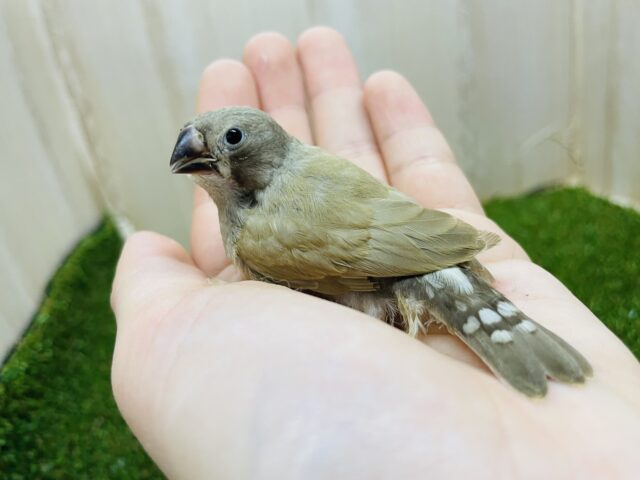 錦花鳥（キンカチョウ）