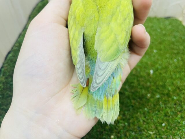 コザクラインコ（小桜インコ）