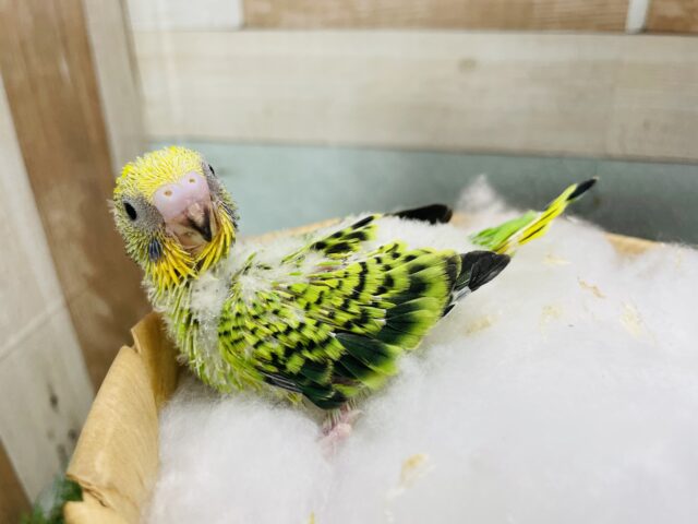 セキセイインコ