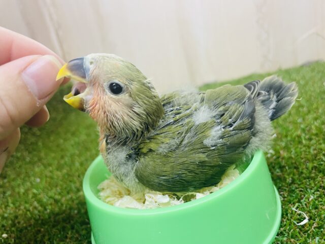 コザクラインコ（小桜インコ）