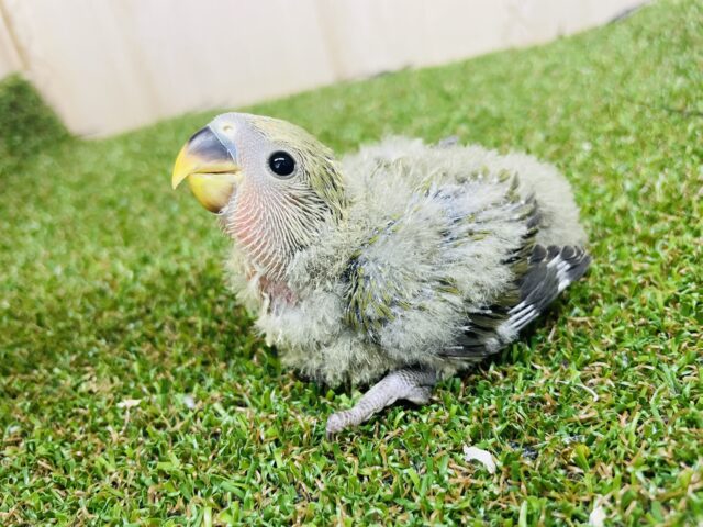コザクラインコ（小桜インコ）