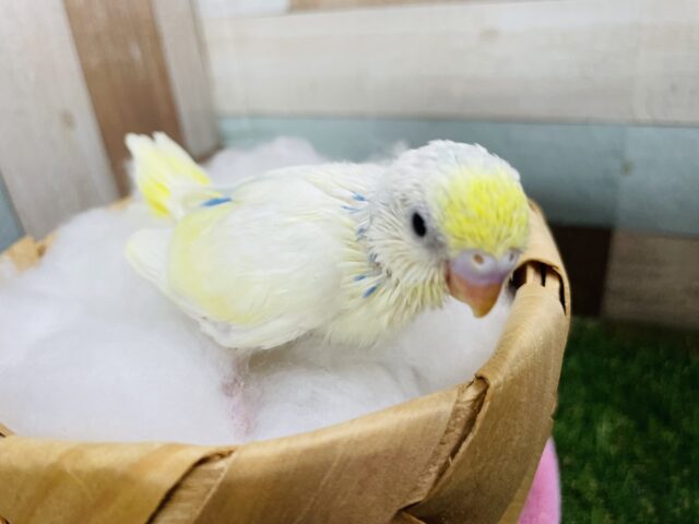 セキセイインコ