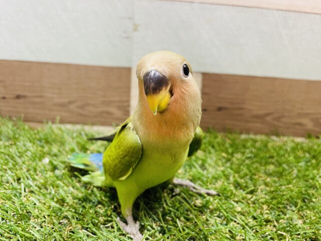 コザクラインコ（小桜インコ）