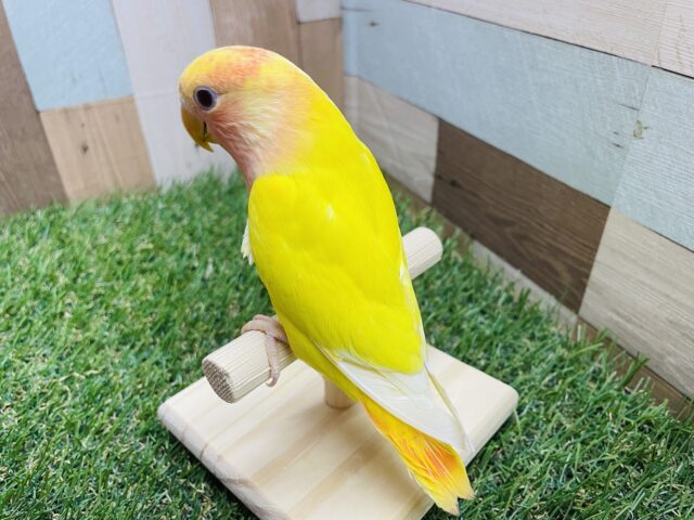 コザクラインコ（小桜インコ）