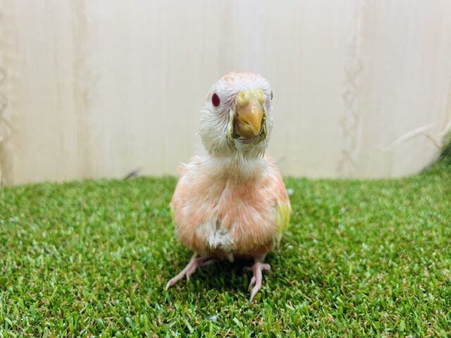 アキクサインコ（秋草インコ）