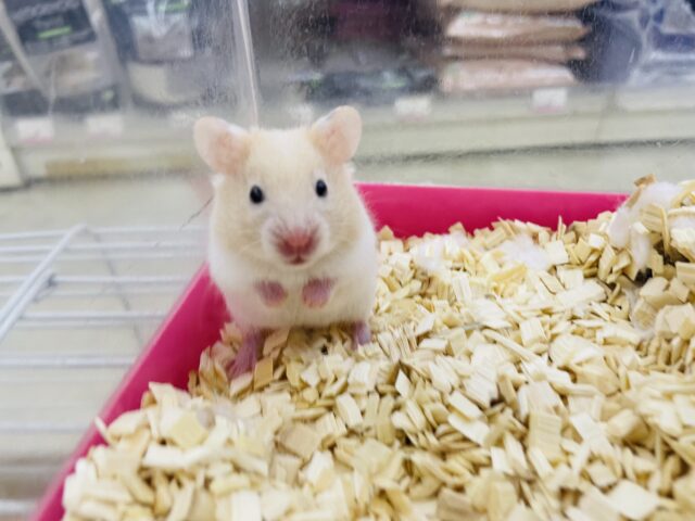 カラーハムスター