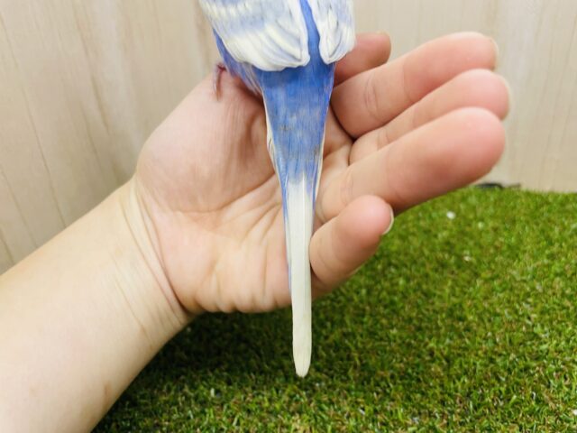 羽衣セキセイインコ