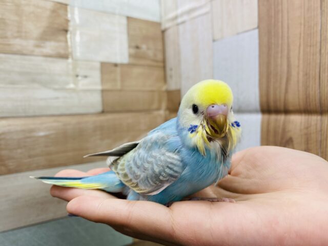 セキセイインコ