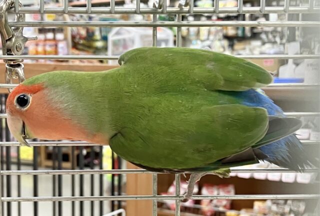 コザクラインコ（小桜インコ）