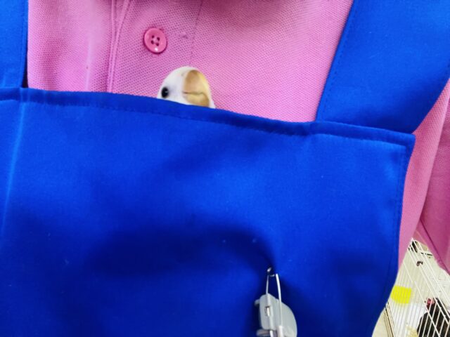 コザクラインコ（小桜インコ）