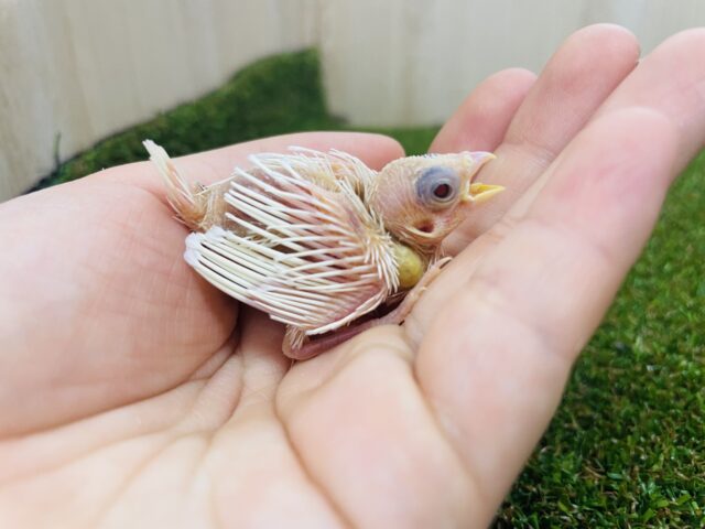 十姉妹（ジュウシマツ）