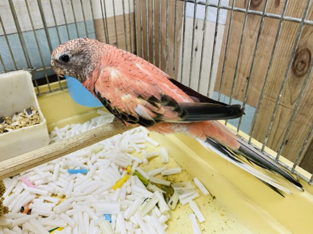 アキクサインコ（秋草インコ）