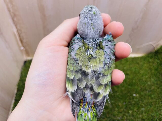 ビセイインコ（美声インコ）