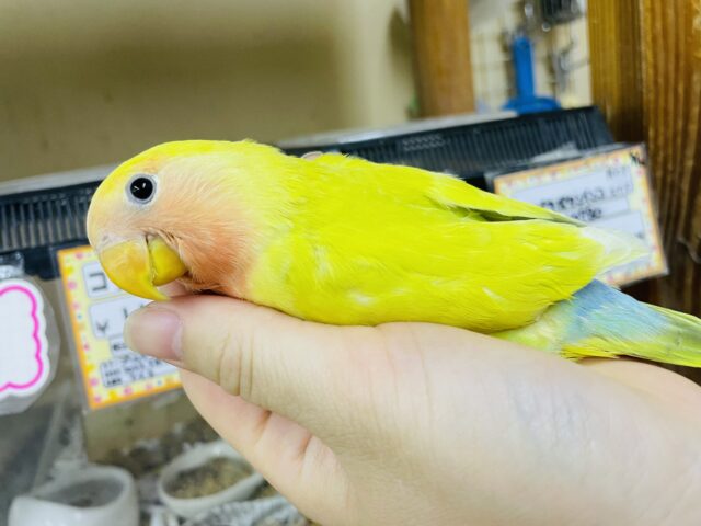 最新画像になりますよ⭐️きらびやか始まる合図!せーのっ! コザクラインコ ゴールデンチェリー コザクラインコ(小桜インコ)