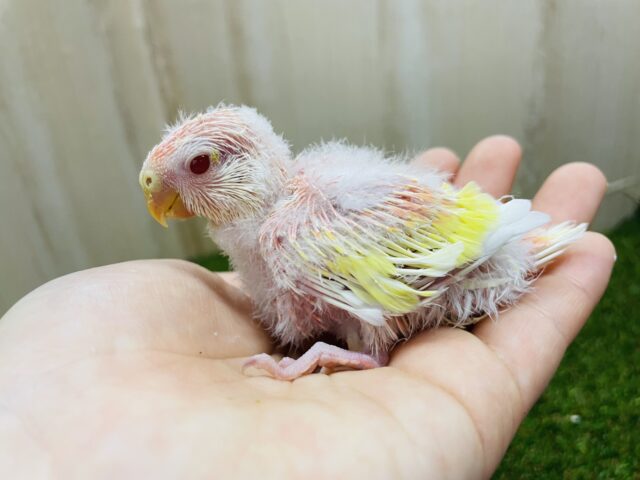 アキクサインコ（秋草インコ）