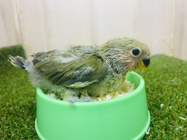 コザクラインコ（小桜インコ）