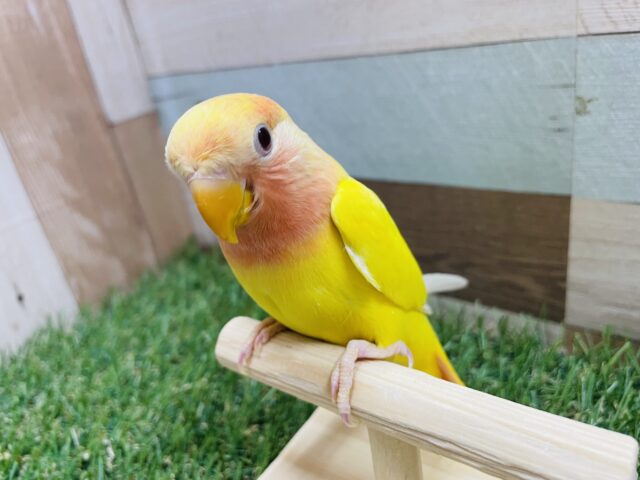 コザクラインコ（小桜インコ）