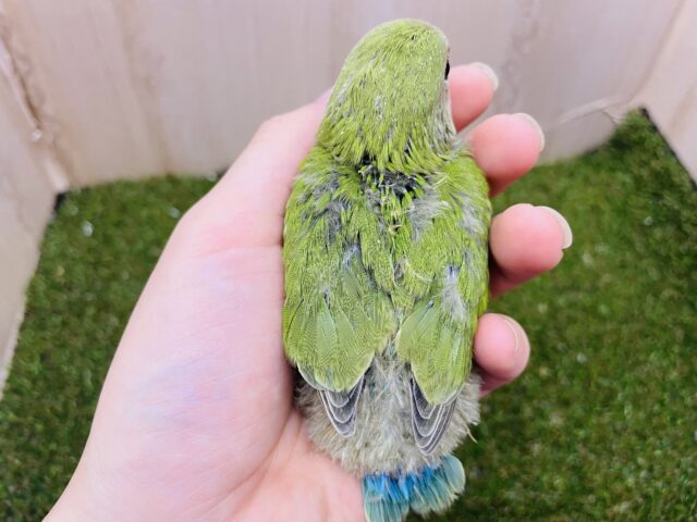 コザクラインコ（小桜インコ）