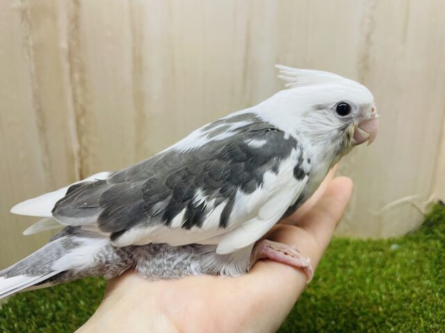 オカメインコ