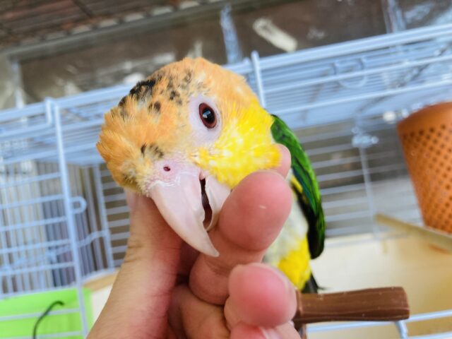 シロハラインコ