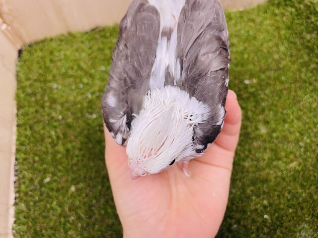 オカメインコ