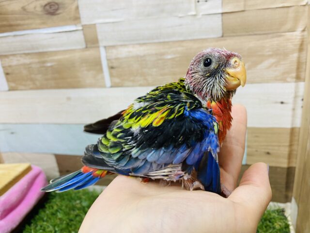 ナナクサインコ（七草インコ）