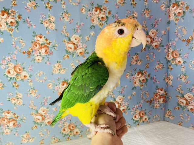 シロハラインコ