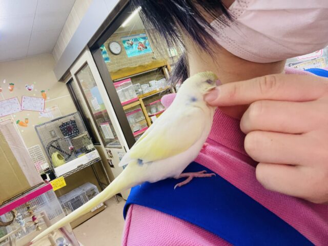 セキセイインコ
