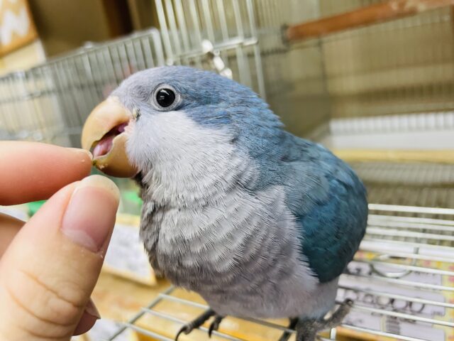 オキナインコ