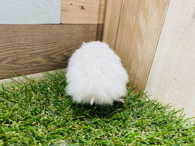 ゴールデンハムスター